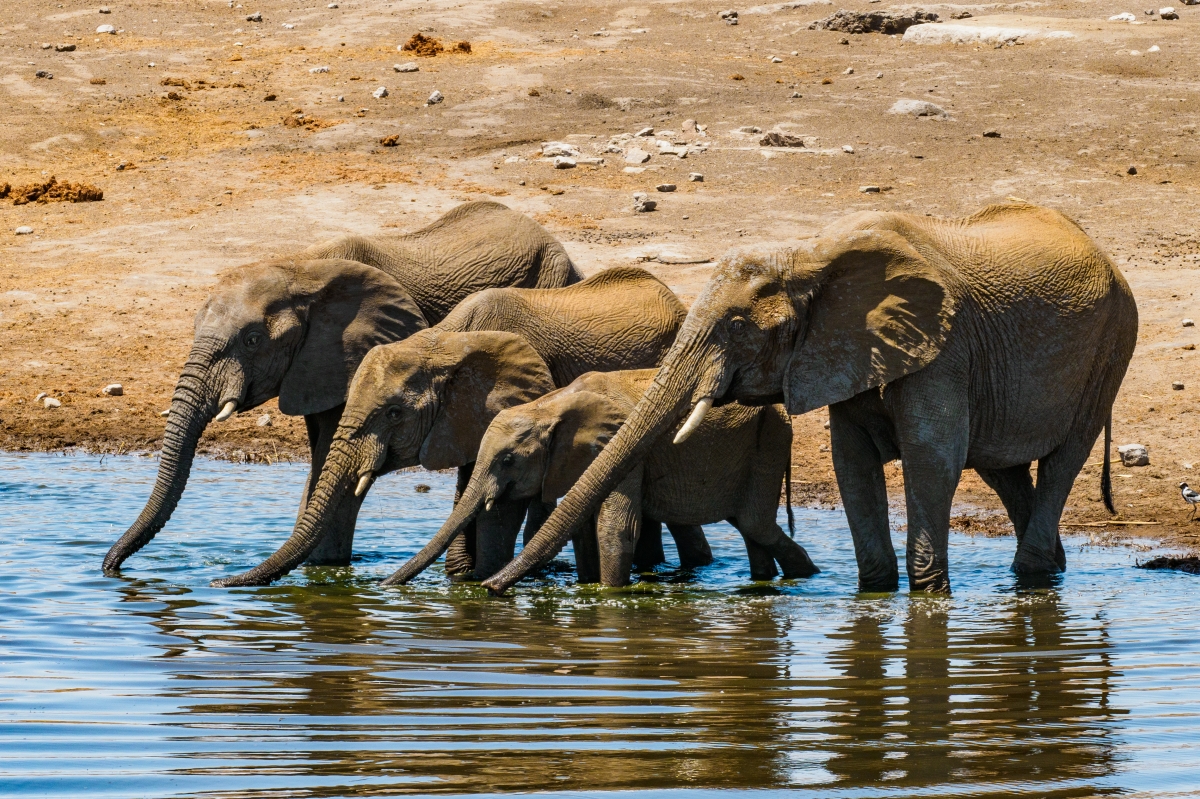 Synchronizované sloní pití